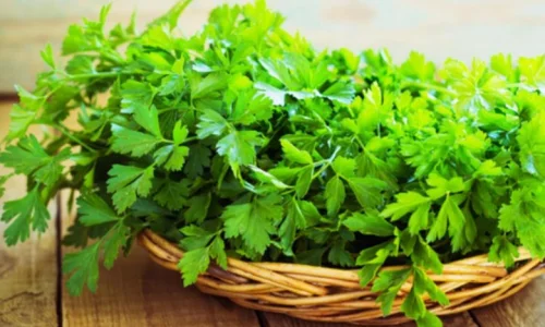 مين جربت البقدونس للولاده؟