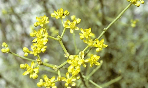 من جربت الحزا للحمل؟