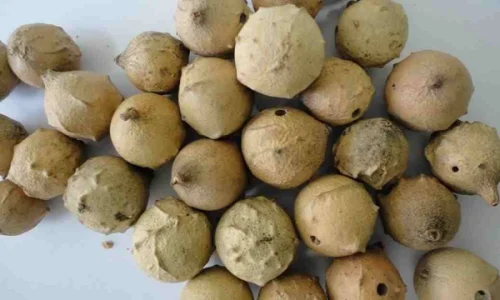 أهم المعلومات عن تجربتي مع العفص لشد الجسم