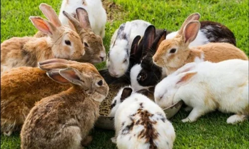 ما هو تفسير حلم الارنب في المنام لابن سيرين؟