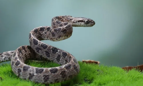 تعرف أكثر على تفسير اكل الثعبان في المنام لابن سيرين