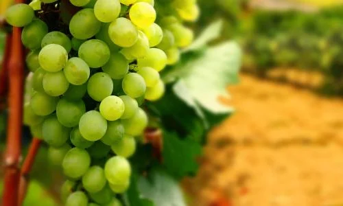 أهم 50 تفسير للحلم بقطف العنب في المنام لابن سيرين