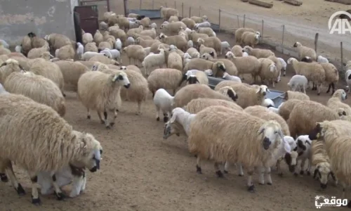تعرف على تفسير الحلم بقطيع من الغنم في المنام لابن سيرين وكبار العلماء