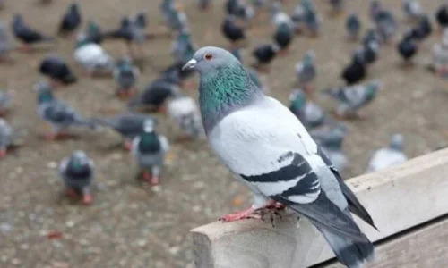 ما هو أهم 20 تفسير لرؤية الحمام في منام الحامل لابن سيرين؟