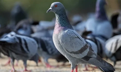 تأويلات ابن سيرين لتفسير  رؤية الحمام في منام العزباء
