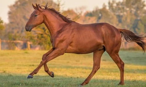 اعرف أكثر عن تفسير الحلم بالحصان في المنام لابن سيرين
