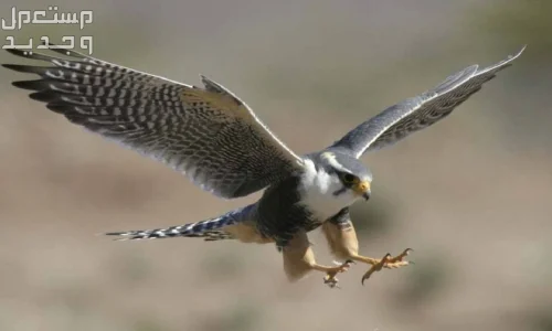 ما تفسير الحلم بالصقر في المنام لابن سيرين؟