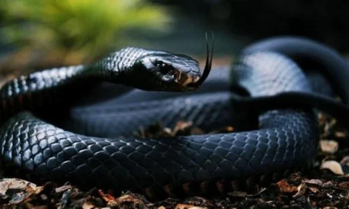 أهم تفسيرات ابن سيرين لرؤية الحية السوداء في المنام للرجل المتزوج