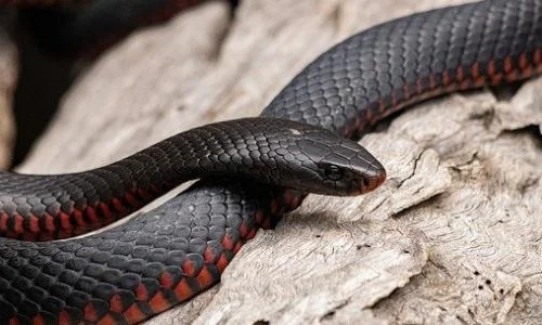 تعرف على تفسير الحلم بالحيه السوداء بالمنام لابن سيرين