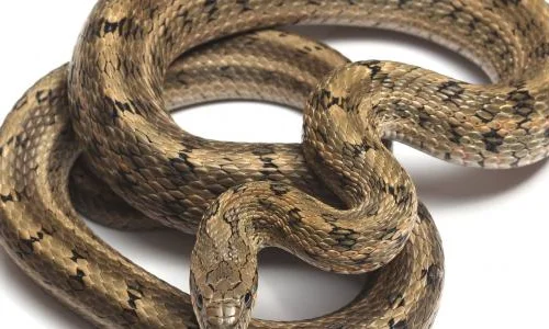 تعرف على تفسير حلم الحيه في البيت بالمنام لابن سيرين
