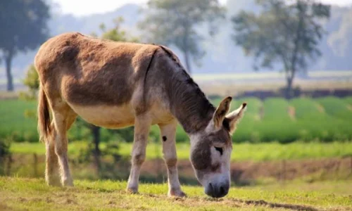 اعرف أكثر عن تفسبر رؤية الحمار بالمنام للمتزوجه لابن سيرين