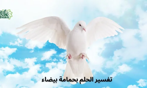 أهم تفسيرات رؤية الحمام الابيض فى المنام لابن سيرين وكبار العلماء