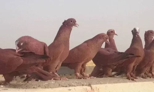 أهم 50 تفسير لرؤية الحمام الاحمر في المنام لابن سيرين