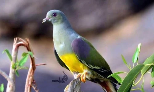 تعرف على تفسير رؤية الحمام الاخضر في المنام لابن سيرين