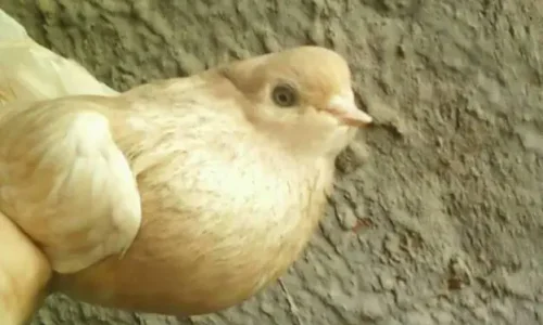 ما تفسير رؤية الحمام الاصفر في المنام لابن سيرين؟