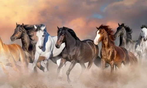 أهم 100 تفسير لرؤية الحمار والحصان في المنام لابن سيرين