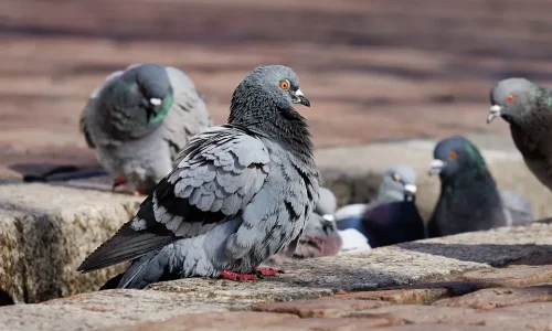 أهم 20 تفسير لرؤية الحمام الصغير في المنام للمتزوجة لابن سيرين