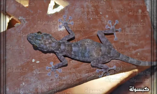 أهم 50 تفسير لرؤية الضب الأسود في المنام لابن سيرين