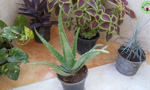 تفسير رؤية الصبار في المنام فهد العصيمي وابن سيرين