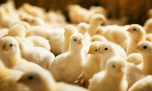 تعرف على تفسير رؤية الصيصان في المنام لابن سيرين