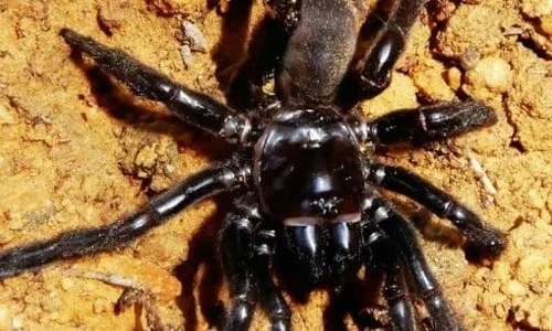 اعرف أكثر عن تفسير رؤية العنكبوت الكبيرة في المنام لابن سيرين