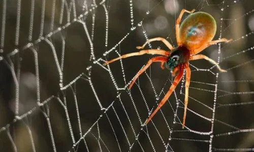 تعرف على تفسير رؤية العنكبوت في المنام للحامل لابن سيرين