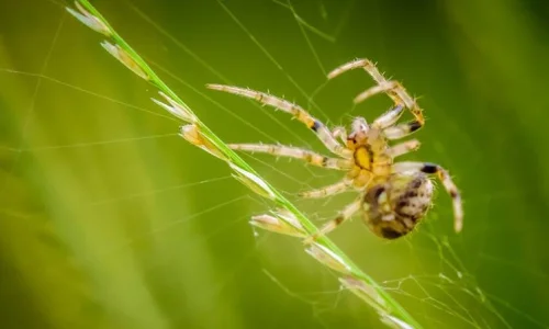 اعرف أكثر عن تفسير رؤية العنكبوت الصغير في المنام للعزباء لابن سيرين