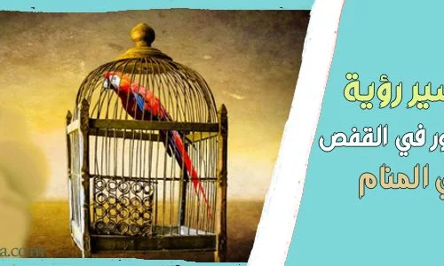 تفسير رؤية العصفور في القفص في المنام لابن سيرين