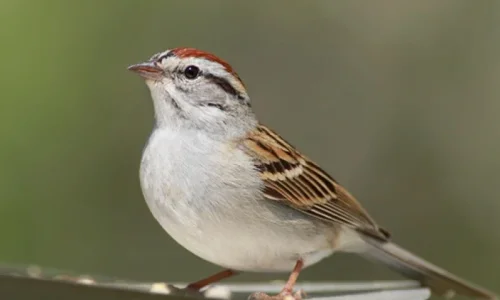 اعرف أكثر عن تفسير رؤية العصفور في المنام للرجل لابن سيرين وكبار العلماء