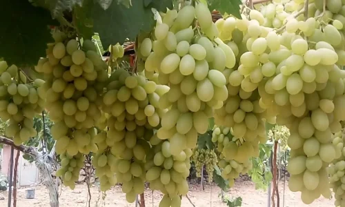 تعرف على تفسير رؤية العنب الابيض في المنام لابن سيرين