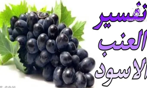 أهم تفسيرات رؤية العنب الاسود في المنام لابن سيرين