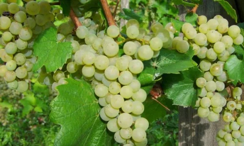 أهم 30 تفسير لرؤية العنب الابيض في المنام للعزباء لابن سيرين