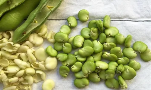 ما هو تفسير رؤية الفول الاخضر في المنام للعزباء لابن سيرين؟