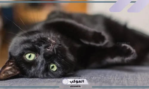 أهم تفسيرات رؤية القطه السوداء في المنام لابن سيرين