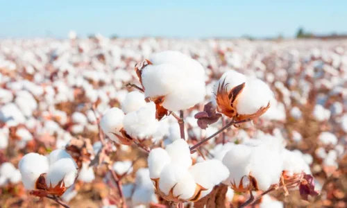 أهم تفسيرات رؤية القطن الابيض في المنام لابن سيرين