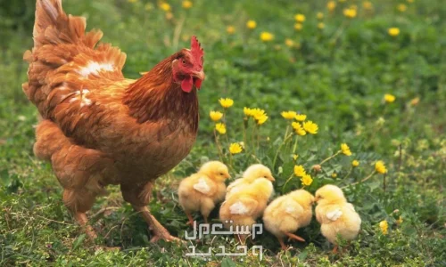 تأويلات ابن سيرين لتفسير رؤية الفروج في المنام للمتزوجة