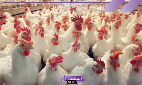 ما هو تفسير رؤية الفروج في المنام للعزباء لابن سيرين وكبار العلماء؟