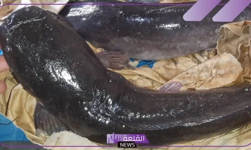 تأويلات ابن سيرين لتفسير رؤية القراميط في المنام للمتزوجه