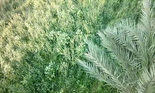 ما هو تفسير رؤية القمح الاخضر في المنام لابن سيرين؟