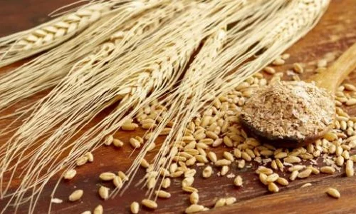 تفسير رؤية القمح المسلوق في المنام لابن سيرين وكبار المفسرين