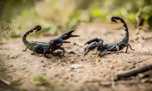 أهم 30 تفسير لرؤية العقرب الصغيره بالمنام لابن سيرين