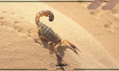 أهم 20 تفسير لرؤية العقرب في الحلم للرجل لابن سيرين