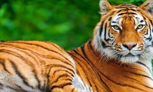 أهم 20 تفسير لرؤية اللعب مع النمر في المنام لابن سيرين