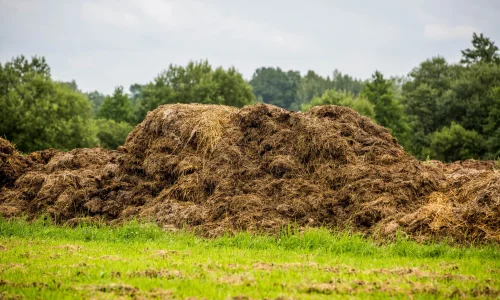 ما تفسير رؤية المشي على روث البقر في المنام لابن سيرين؟