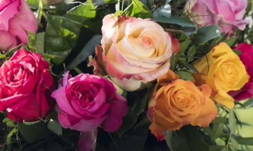 تفسير حلم الورد في المنام لابن سيرين