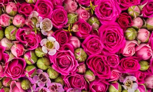 تفسير حلم الورد في منام الحامل لابن سيرين