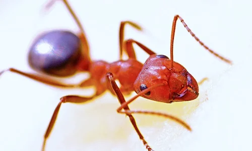 ما هو تفسير حلم النمل في المنام لابن سيرين ؟