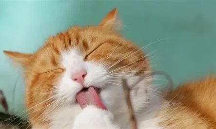 تفسير حلم القط والفأر في المنام لابن سيرين