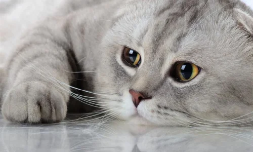 تعرف أكثر على تفسير حلم القط الرمادي في المنام للعزباء لابن سيرين