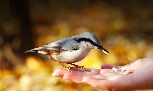 تفسير حلم امساك طائر في المنام لابن سيرين
